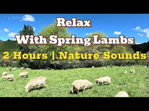 Peaceful Sheep & Baby Lambs Grazing in New Zealand Spring | Relaxing Nature Sounds