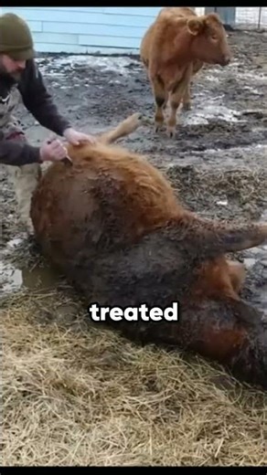 Emergency Operation For A Bloated Cow