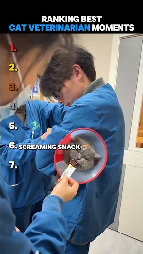 Ranking Best Cat Veterinarian Moments
