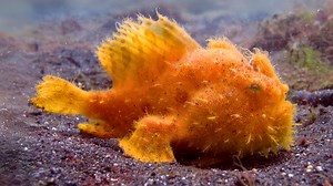 39K views · 411 reactions | Hairy Frogfish 臨 The Furry Creature of the Sea! Its fur-like appearance might make you think it's cute, but think again. This underwater enigma is far from cuddly. Dive into a world of unexpected beauty and strange behavior as we explore the life of this peculiar marine dweller. #frogfish #hairyfrogfish #sealife #oceanlife #wildlife | 1 Minute Animals | Facebook