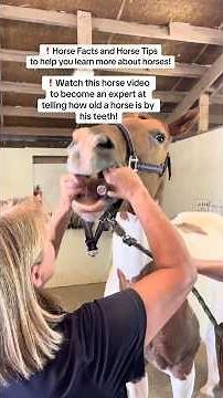 ❗️Watch this horse video to become an expert at telling how old a horse is by his teeth! #horse