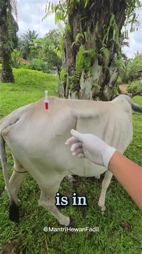 The Secret Trick Vets Use to Keep Cows Relaxed