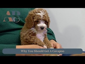 Why You Should Get A Cavapoo
