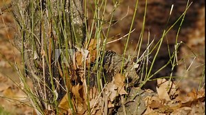 Squirrel cautiously comes down the tree trunk, disappears behind the vegetation in the foreground. A bird at the bottom of the tree. Slow motion, camera tilts down.