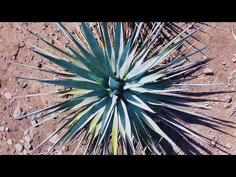 Agave Tequilana Weber Blue Variety