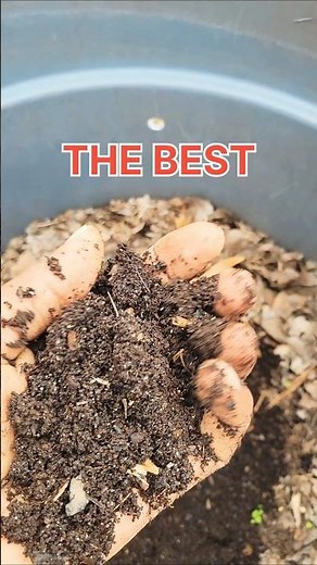 Making Leaf Mold the Easy Way! (7 steps)