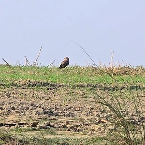 This is a two-horned owl. It's catching a mouse by the riverbank.🦉 #owl #eaglepower47 | Eagle power