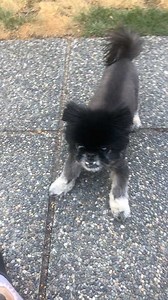 A smile for our Monday! Here's Bodie, an Old Dog Haven Final Refuge dog, happy and playful. We love this! Seeing these senior dogs come out of their shells and live their best lives is awesome, so rewarding! You can read more about Bodie here: https://olddoghaven.org/dogs/bodie-2/ | Old Dog Haven