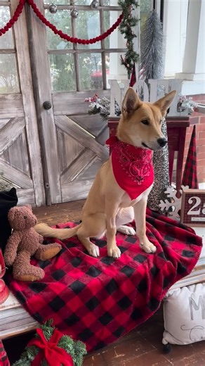 We had the pleasure of meeting the sweetest dog available for adoption with Mt. Pleasant Animal Rescue!!! Cranberry is so well behaved. We love her and know you will too! #adopt #rescuepet #cranberry #mtpleasantanimalrescue | Irresistible Portraits - by Karen Goforth
