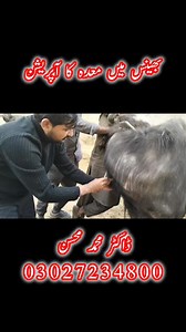 3.9M views · 10K reactions | Rumenotomy in Buffalo  #rumenotomy #reelsviralシ #reelsfbシ #reelsfb #viral #viralvideo #cow | Vet.Dr.Mohsin | Facebook
