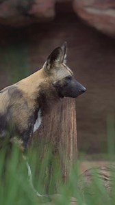 Los perros salvajes africanos viven en manadas altamente organizadas, el bienestar de la misma se coloca por encima de la individual. Las hembras suelen desempeñar un papel dominante, junto con el macho alfa se reproducen pero todos participan en la crianza de los cachorros. 🌍 Esta especie se encuentra en peligro de extinción debido a la fragmentación del hábitat, los conflictos entre humanos y vida silvestre y las enfermedades infecciosas. ‼️ ¿Ya los conoces? 👀 | Parque Zoológico Nacional La