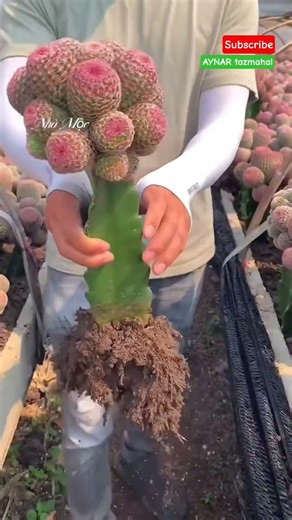 Beautiful Grafted Pink Peanut Cactus plant