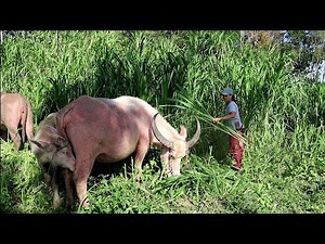 A day in my life (BAKIRO) - Philippine Carabao