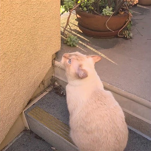 I'm teaching Yuri how to jump on command. #yurisworld #cattricks #catexercise #fypシ