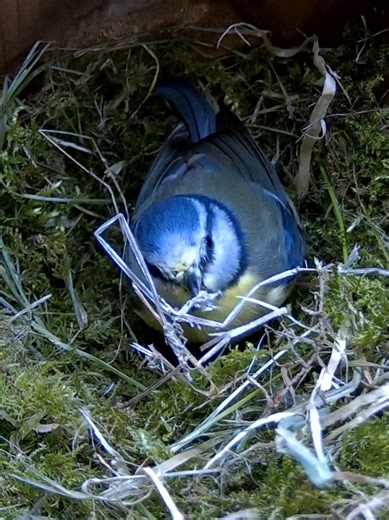 A BIG BUILD DAY ! #fyyyy #nature #nestbox | Nesting Boxes