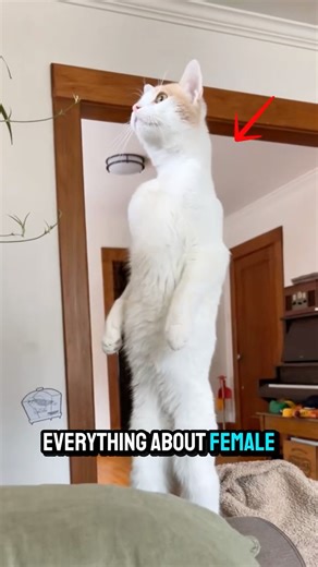 5 Surprising Facts About FEMALE Cats🤯😻 #petshub