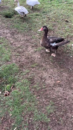 What are the differences between a male Muscovy, aka a drake, and a female Muscovy, aka a hen? For starters, male Muscovy ducks do not get the sterotypical drake curl on their tail that many other duck breeds will. Nor do females really quack like other female ducks will. Male Muscovy ducks will be often considerably larger than the females, with much thicker legs and bigger feet. They’ll also develop a lot of caruncles on their face, while females will often have little to no caruncles. Other t