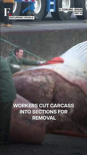 Massive Dead Whale Lifted From Spain’s Shore | N18G