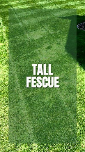 59K views · 15 reactions | Want a low maintenance lawn?  | Tall fescue might be the best for you! ☀️  Check out my free guide “What Grass is BEST for Me?” to see which grass is best for you, your local environment, and your lifestyle  #lawn #lawncare #lawntips #grass #grassseed #yardwork #landscaping #lawnstripes #lawnmaintenance #lawncarenut #kentuckybluegrass #tallfescue #fescue #tttf #perennialryegrass #diy #homeowner #backyard | Ope. It’s Mow Time | Facebook