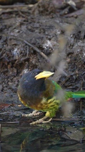 Great Barbet Drinking Water | Rare Himalayan Bird Moment 💧🐦