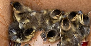 6 good news stories from around the world to start your week | News