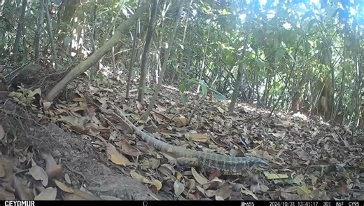 Meet the Golden Tegu (𝘛𝘶𝘱𝘪𝘯𝘢𝘮𝘣𝘪𝘴 𝘵𝘦𝘨𝘶𝘪𝘹𝘪𝘯), locally known as the Salipenter. It is a striking reptile often spotted across Guyana, including the Mahaica region. This large, shiny lizard is known for its golden-bronze scales, quick movements, and curious nature. Golden tegus play an important role in our ecosystems by helping to control pests and spread seeds. Have you ever seen this reptile before? [Source: EMC Foundation] | Inews Guyana