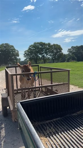 #cow #jurassicpark #trex #heifer #dairyfarm #jearsy