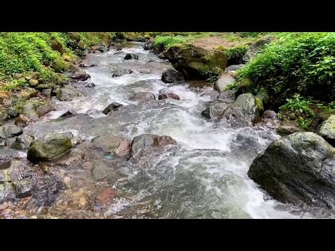 Mountain stream flowing, Forest river stream, Flowing water, white noise for sleeping