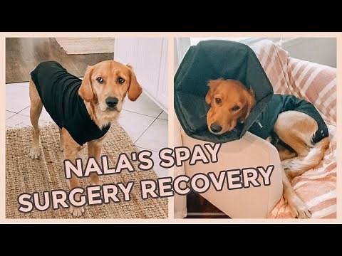 GETTING MY GOLDEN RETRIEVER FIXED// Spay Surgery Recovery