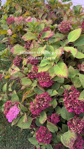 worst part of fall is seeing our hydrangeas dry up #summerisfalling #fall #newenglandsummer #seasons #september