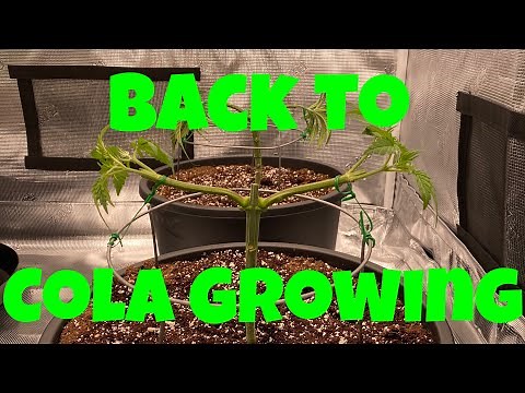 Mainline series 2 - training cannabis for yield - tribus microbes