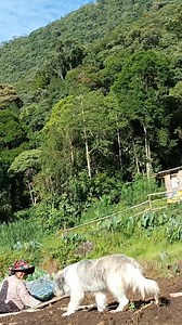 @Tabion Jonalyn Compas Buyuccan #lantapanbukidnon #RA11131 #Bukidnon #Mindanao #joy #cle #Philippine #probinsiya #vegetables #gardening #trend #Criminology #MAGSASAKA #farming #garden #farmers #bukidlife #life #Rcrim2024 #bisdak #bisayareels #provincelife #voiceover #simple #pobre #pinas #tagabukidnon #RegisteredCriminologist | Ms. Joy RCrim