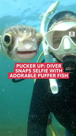 Adorable Puffer Fish Selfie Moment Captured by Diver