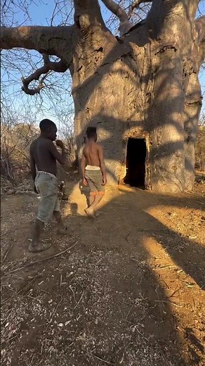 African Tribal People Build a Home Inside a Tree 😱😱| Traditional Village Life