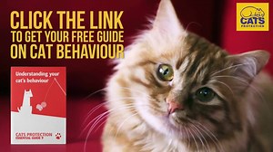 Does your cat love you? Find out by looking out for these five signs... | Cats Protection