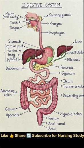Digestive System Diagram | Human Digestive System Chart | Nursing / GNM Study