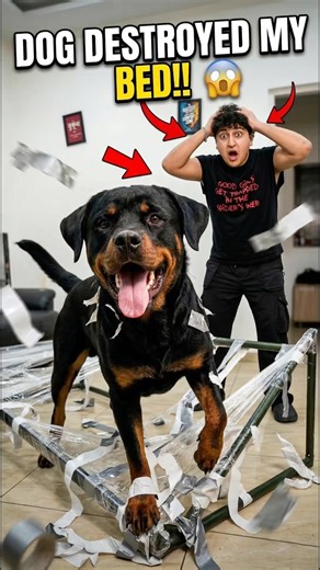 Making Bed For My Dog