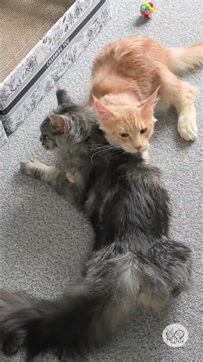 Сёстры Мурр: Вот она – любовь! #catvideos #catlife #meows #shorts