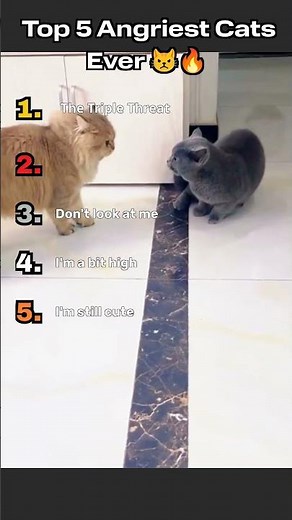 Ranking Top 5 Angriest Cats 😾🔥 (You’ll Fear #1)