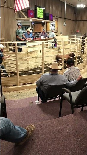 Auction Barn Wednesday - Market a little low