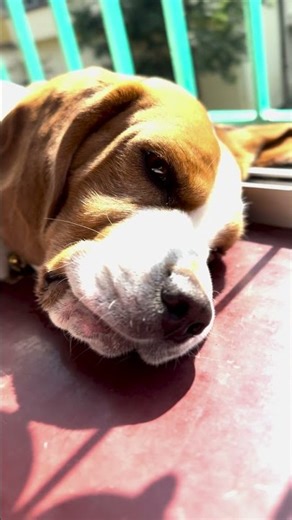 Perfect life hack by a wise dog #dogwisdom #shorts #lifehacks