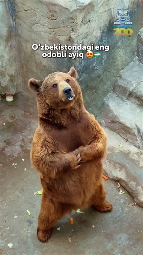 🐻🙏Kavkaz ayig‘i Zuzu #tashkentzoo #ташкентскийзоопарк #animals #tashkent #uzbekistan