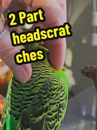 Banned from the Scritch Club After One Feather Pull!