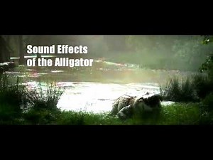 Annihilation - Mutant Alligator Sound Effects