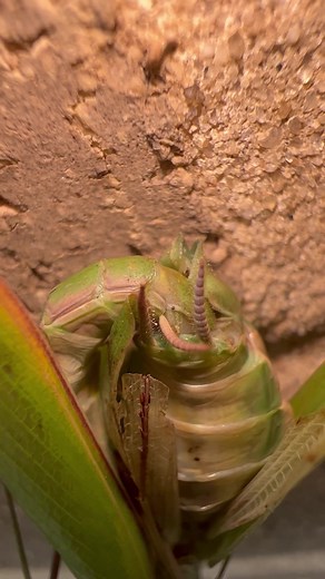 Mating Mantises: A Fascinating Natural Phenomenon