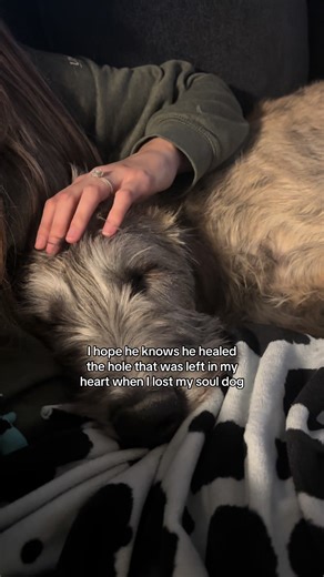 The Healing Journey with an Irish Wolfhound Puppy