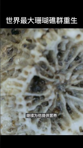 澳洲大堡礁珊瑚复育成功！世界最大的珊瑚礁群重生啦！