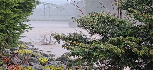 FLOODING ON THE COWLITZ RIVER: "This is what a 12' crest looks like just downstream from the James Frankland Bridge at 9 a.m. on December 10," wrote Packwood resident Bill Serrahn, who provided this video. | The Chronicle