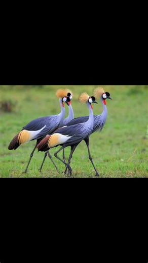 Fenchersafaris|Travel|Explore|Adventure |Discover on Instagram: "Uganda isn't just about the Gorillas—it’s a rainbow in flight! 🌈🦅 ​Swipe to see some of our favorites: 1️⃣ The iconic Shoebill (The King of the Swamps!) 2️⃣ The Great Blue Turaco (Those colors are real!) 3️⃣ The Grey Crowned Crane (Our beautiful national bird 🇺🇬) 4️⃣ The Saddle-billed Stork (Look at that beak!) ​Whether you’re in Bwindi’s forests or the Kazinga Channel, there is a new discovery around every corner. ​Which one i