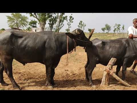 Cow Bull Or Buffalo Mating Village Video